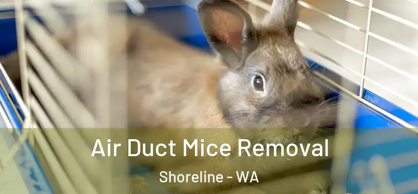  Air Duct Mice Removal Shoreline - WA
