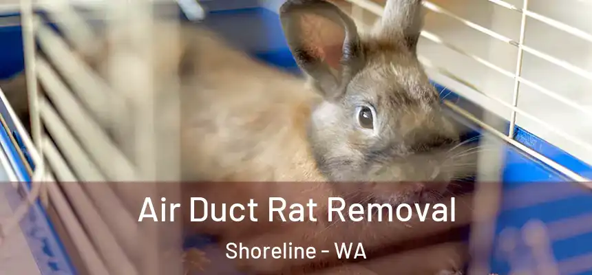  Air Duct Rat Removal Shoreline - WA