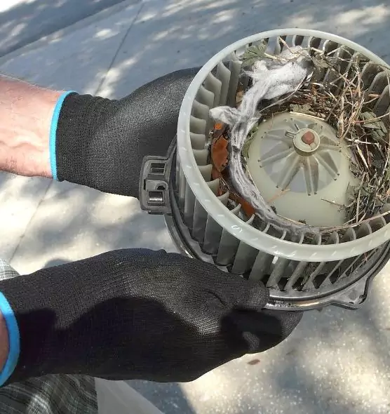 About Air Duct Mice Removal in Shoreline, WA